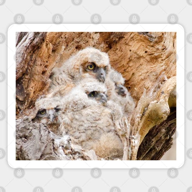 Four Young Great Horned Owls in a Nest Sticker by jbbarnes